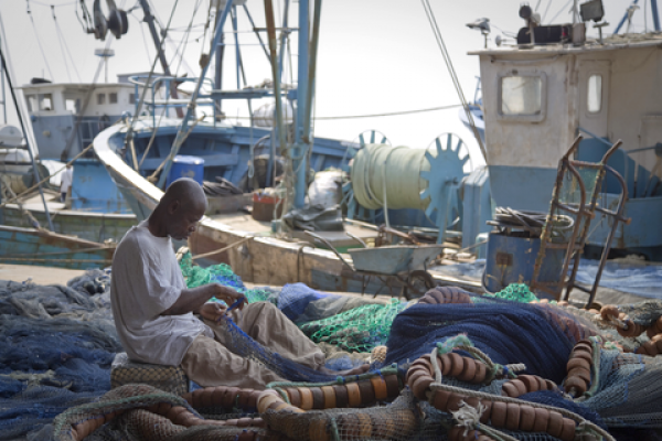 Cofipeche i&p côte ivoire