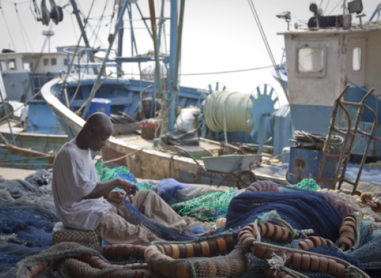 Cofipeche i&p côte ivoire